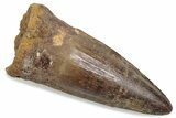 Fossil Spinosaurus Tooth - Real Dinosaur Tooth #376446-1